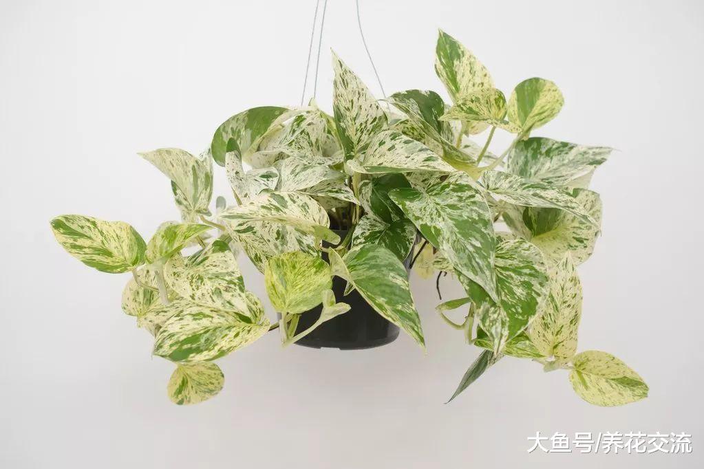最寻常的盆栽绿萝, 没想到也有这么多的品种, 你更喜欢哪一种呢?