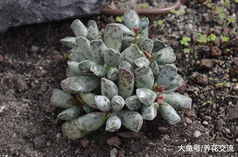 10种特别不寻常的多肉植物, 种在阳台上朋友都认不出一两种