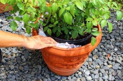 月季防暑大作战! 3招轻松就搞定, 花开不断长满盆!