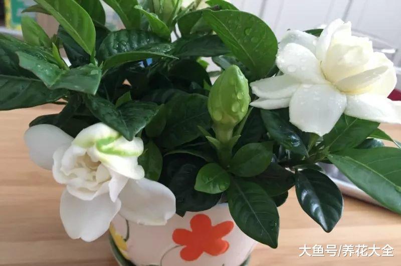 还在花钱买药? 种上这5种花, 省得不是一点点!