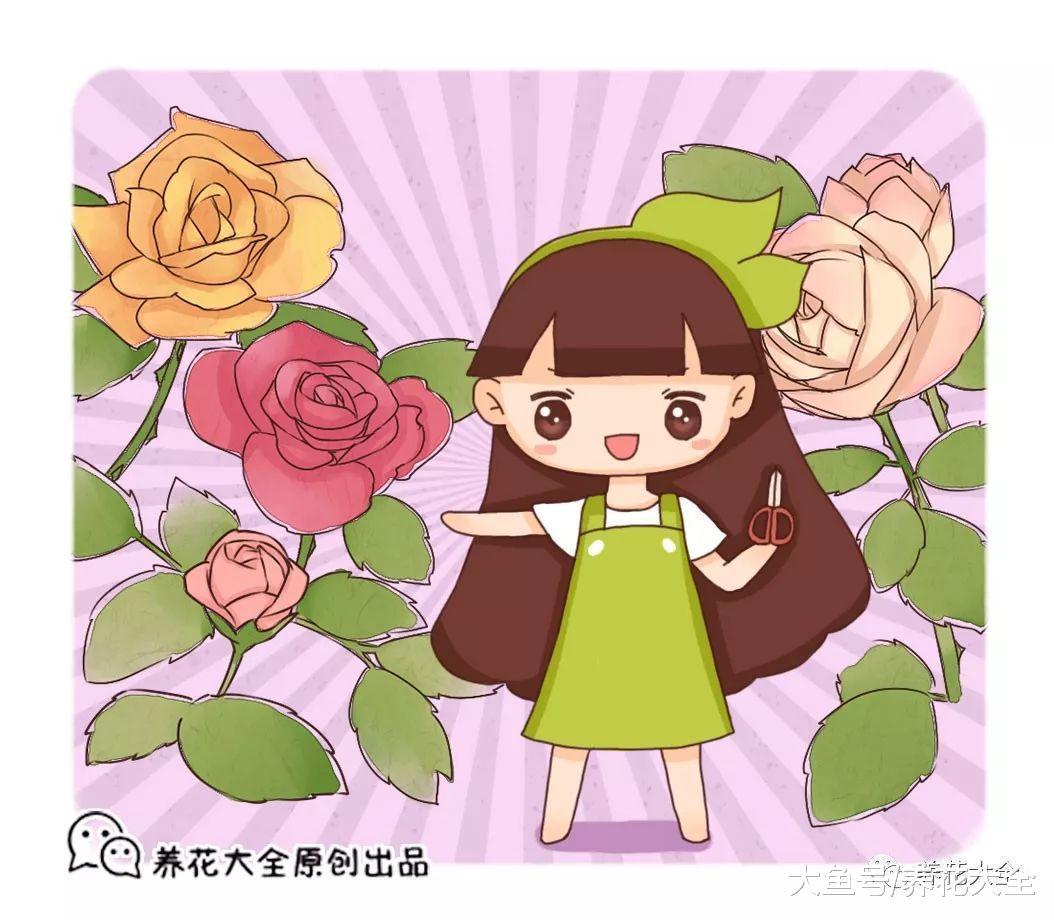 月季越养越丑? 那就给它剪一刀, 轻松养满盆!
