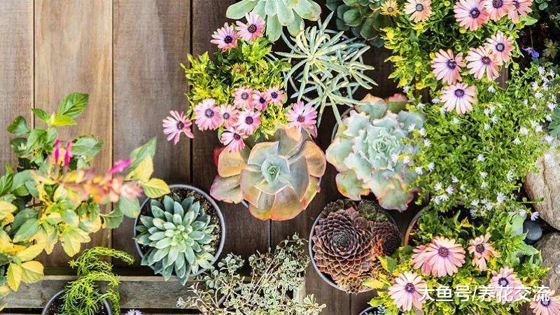 在一个大花盆里制作出一个多肉植物小花园, 要掌握这些技巧