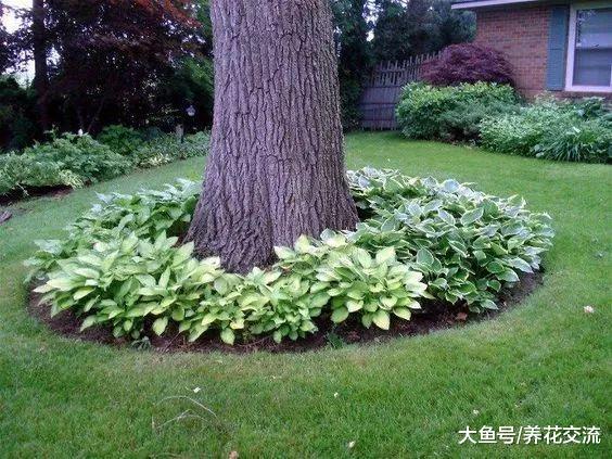 这些花卉都很适合养在树荫下, 能够长成特别灿烂的花坛