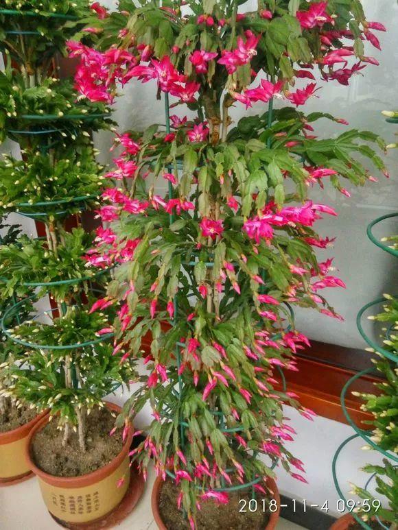 蟹爪兰一养就上瘾, 门口楼道全都是, 还能开出3色花!