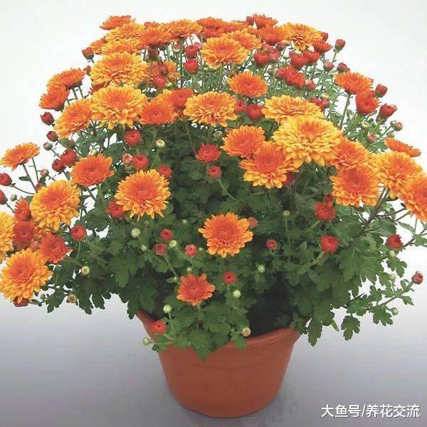 8月份适合养下面这些开花植物, 养在院子阳台上都能轻松开花