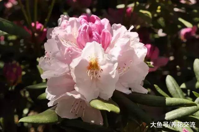 特别适合作为住宅景观的开花灌木, 这几种开花植物不要错过