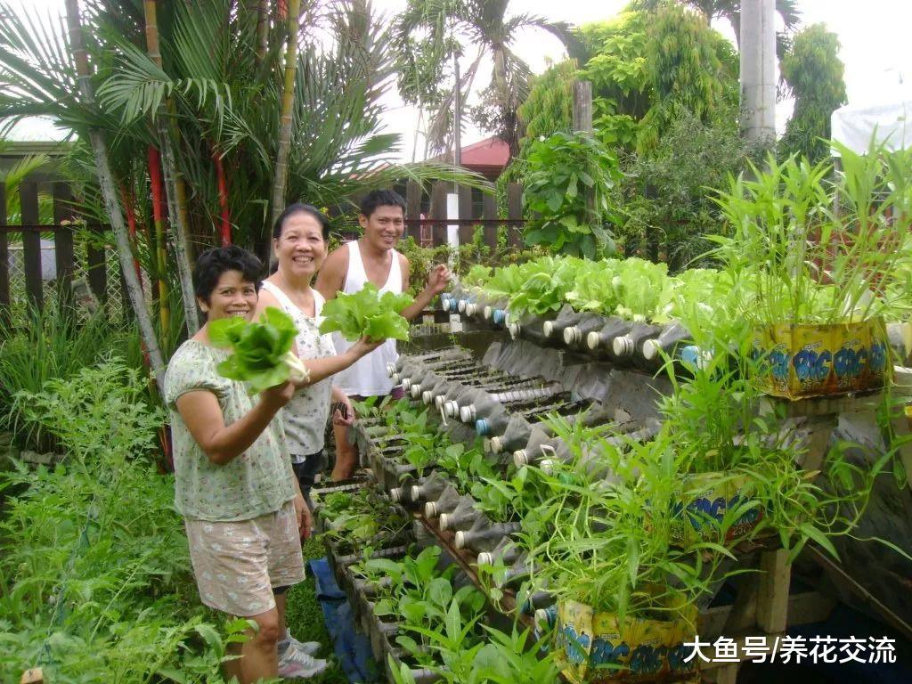 朋友用这5种大容器栽种蔬菜, 家里人都不用怎么买菜了