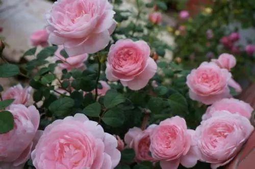 养绿萝、月季、虎皮兰......用的这些小妙招, 谁用谁爆盆!