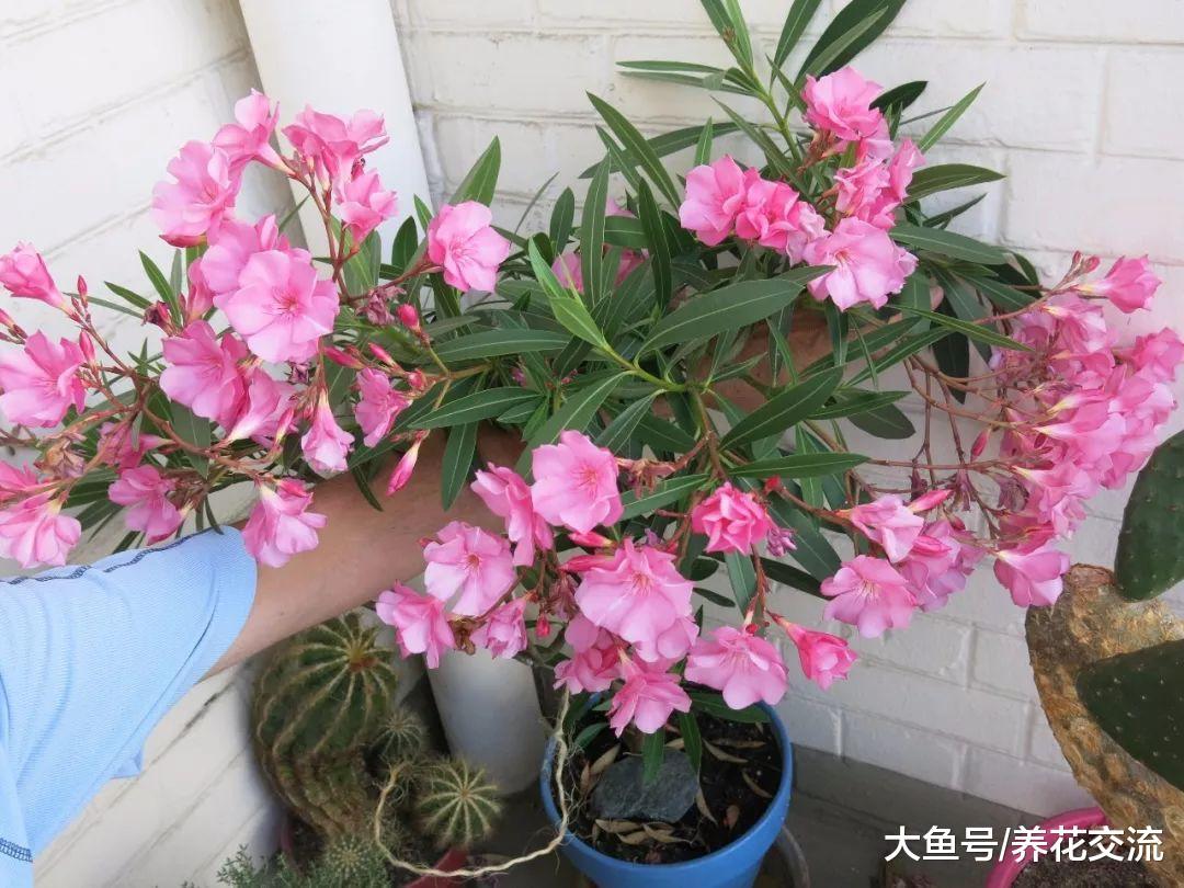 花开灿烂的11种庭院灌木植物, 种在院子里四季都可以看到花