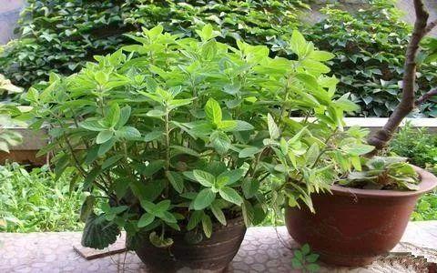 夏季的你还在被蚊子咬吗? 这些驱蚊一流的植物你都知道吗?
