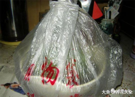 不小心碰掉了花枝子, 往盆里一插, 生根又长出一棵!