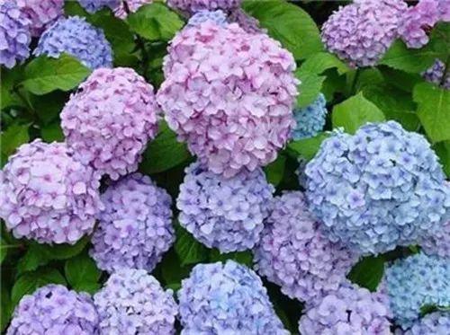 温度越来越高了, 绣球花该怎么养才好? 颜色会不会受影响?