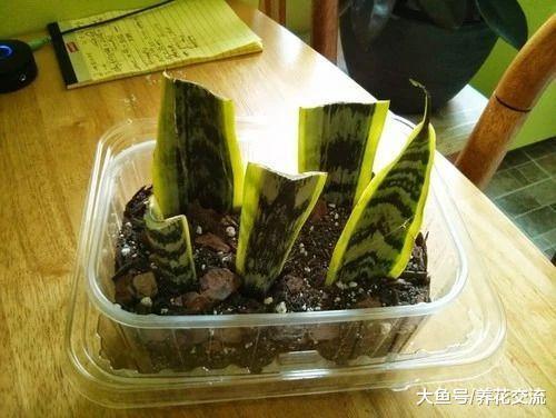 这种常见的绿植叶片可以切成很多片繁殖, 插河沙里就能生根发芽