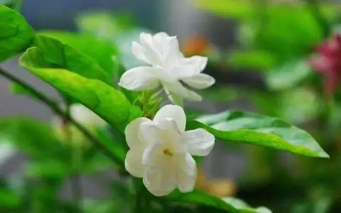 夏季的你还在被蚊子咬吗? 这些驱蚊一流的植物你都知道吗?