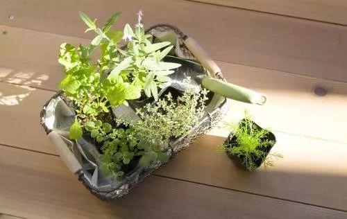 植物总是长不高? 多少肥, 多少水浇下去都没反应? 那你该这么做了!