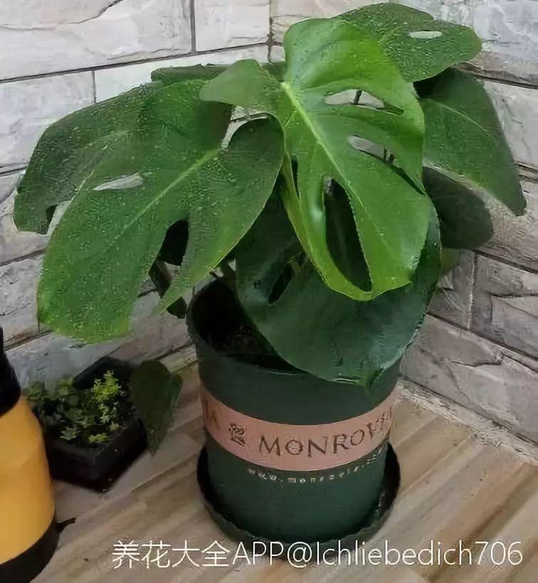 这6种增湿花, 往家里一放, 空气清新安睡一整晚!