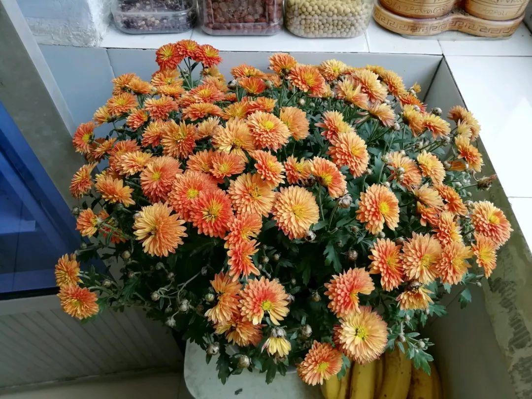 这3种花是“劳模”, 天越冷越爱开, 花多得让人嫌弃!