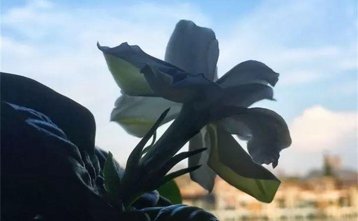 栀子茉莉, 秋冬这样养, 枝条壮实好过冬!
