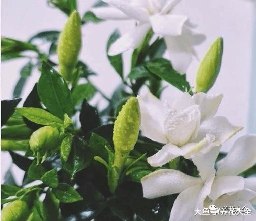 栀子月季杜鹃花养一回死一回? 学这1招, 连开3个月!