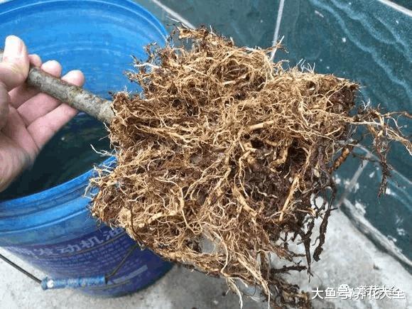 春季正是给植物换盆的好时机, 了解换盆小妙招, 轻松换盆不求人