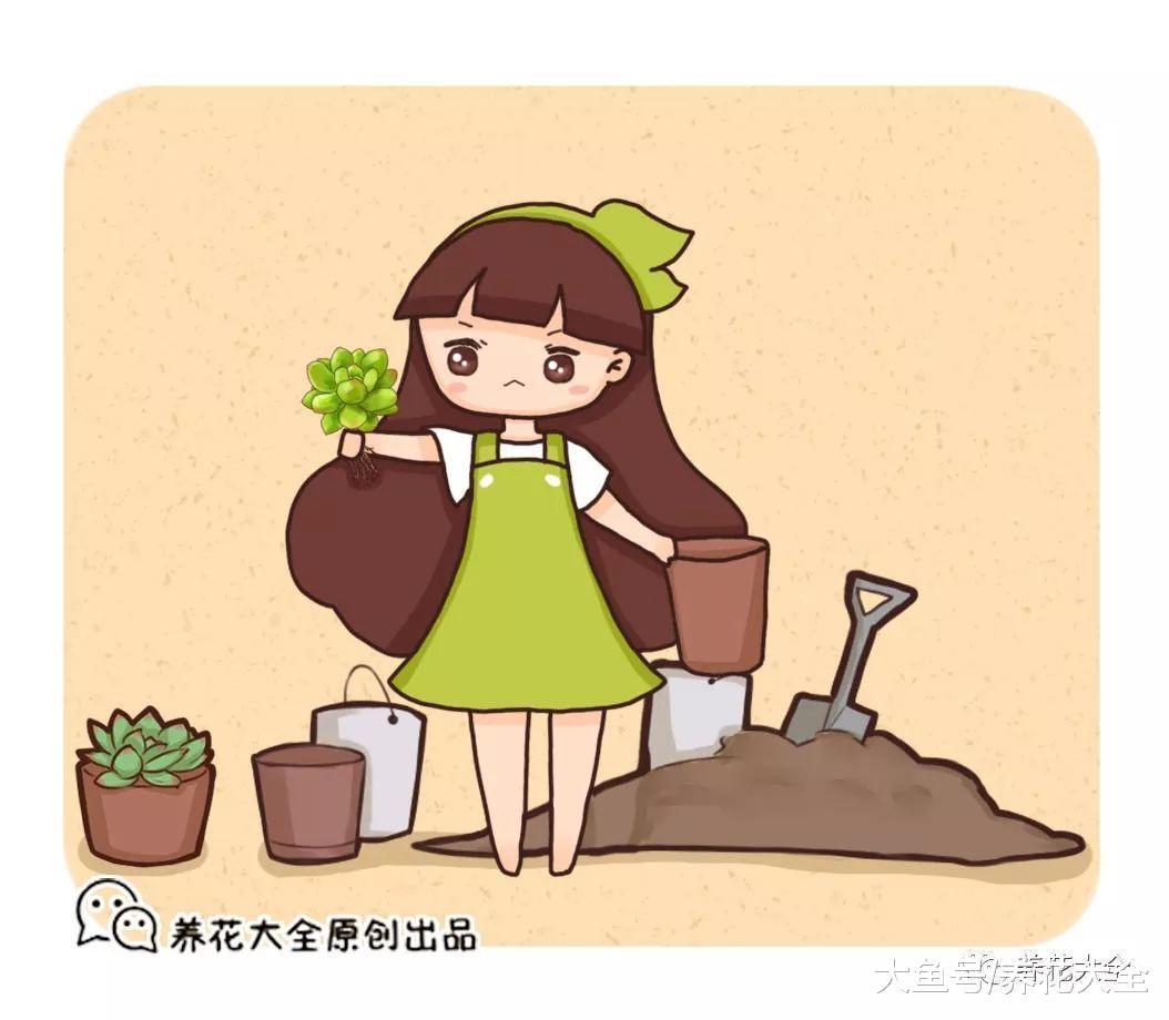 手把手教你多肉换盆, 只要学会了, 叶子变得肉