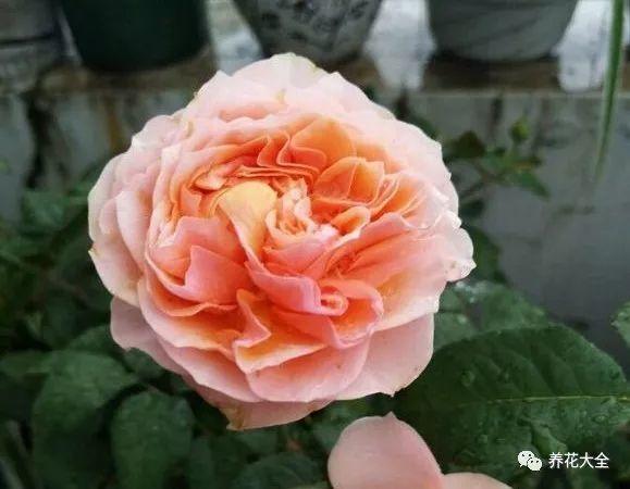 这8种花名字美翻了, 阳台养1盆, 邻居看了都羡慕!