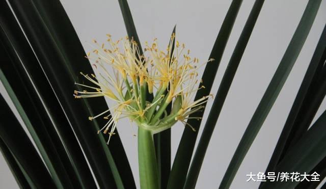 君子兰标出8位数字高价, 是真的有价值, 还是有价无市?