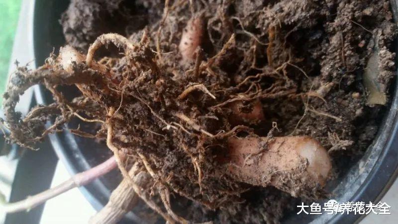 这5种花要注意, 一淋雨就烂根, 放在屋内才安全!