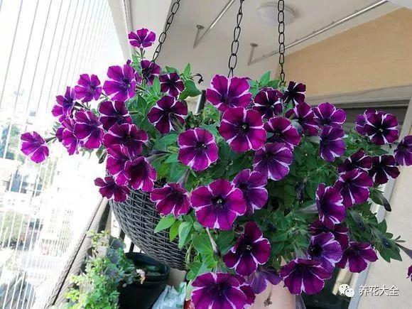 阳台脏乱差? 把花吊起来养, 5分钟变成小花园!