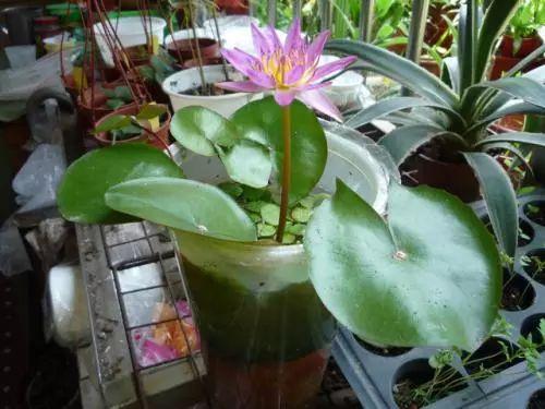 美如仙子的睡莲, 还这么好养, 养上一盆, 相当于养个仙子在家呢!
