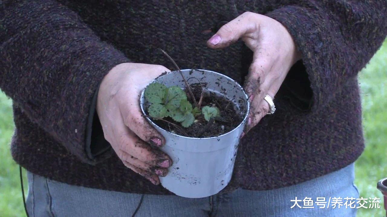 花友阳台上的一片墙都种满了草莓, 经常结果, 一个人都吃不完