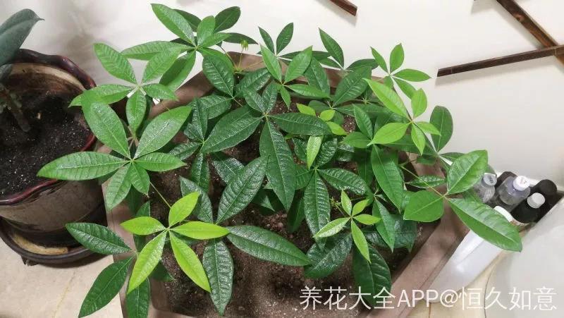 这些“有钱花”, 家里养1盆, 长得壮实寓意好!