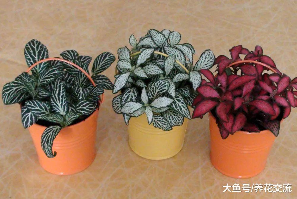 一天不浇水就容易蔫的盆栽植物, 经常把植物浇死的朋友可以养一盆