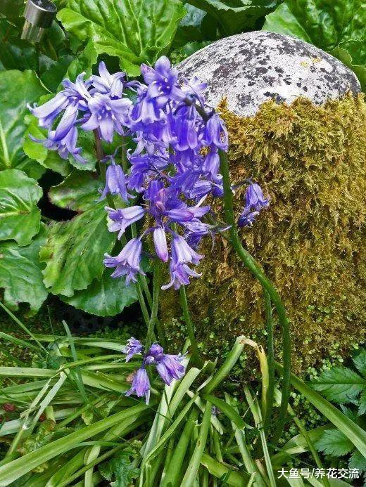在树荫下生长开花特别好的10种花, 在半阴和凉爽的地方养才好