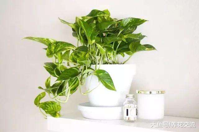 六种适合养在家里的个性盆栽植物, 你家养了哪种?