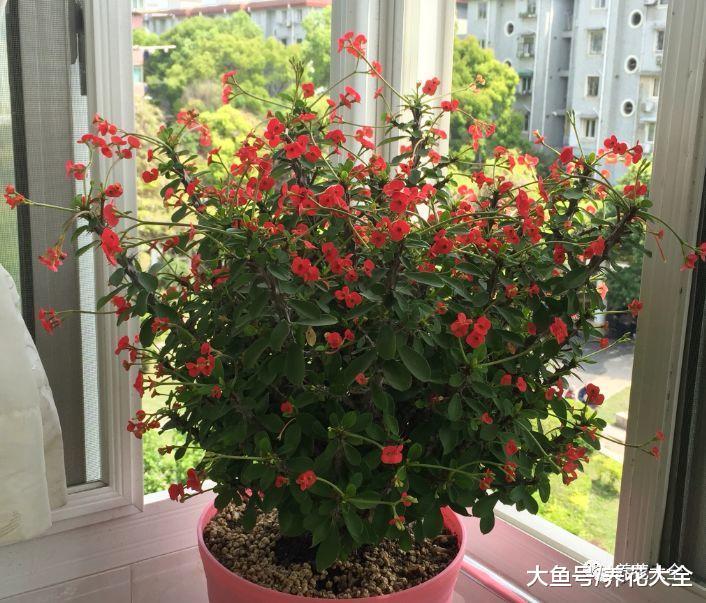 别再养虎刺梅了, 换盆这个, 好养又无害!