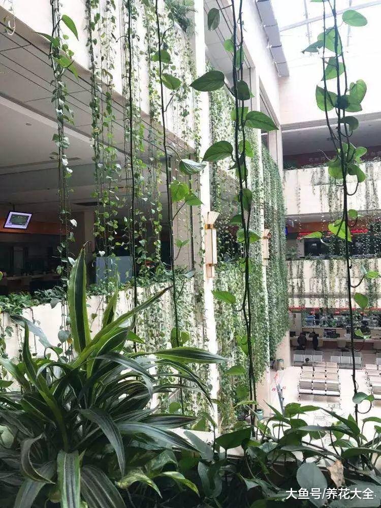 百合还能倒着长? 这些植物长起来, 你都不敢相信!