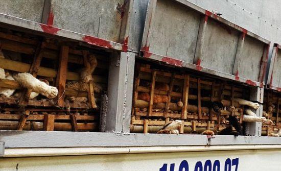 女子走在路边听到车中传来”呻吟声“报警后打开车门女子尖叫出声