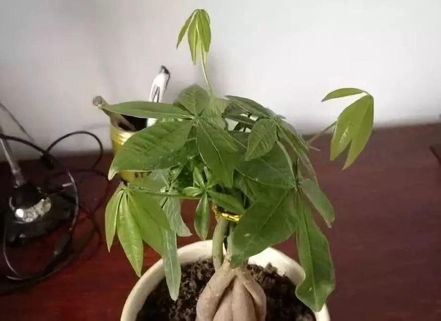 发财树叶子全黄了? 加点淘米水, 10天恢复绿油油!