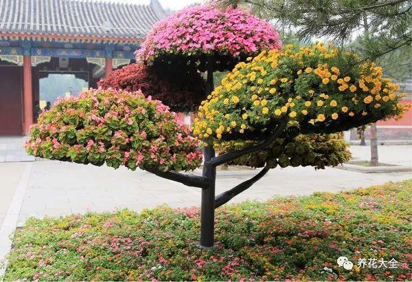 他家的菊花长成了树, 能开出6种颜色, 谁看谁喜欢!