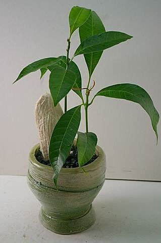 这“2样”水果核种盆里, 15天发嫩芽, 一个月就长成绿盆栽!