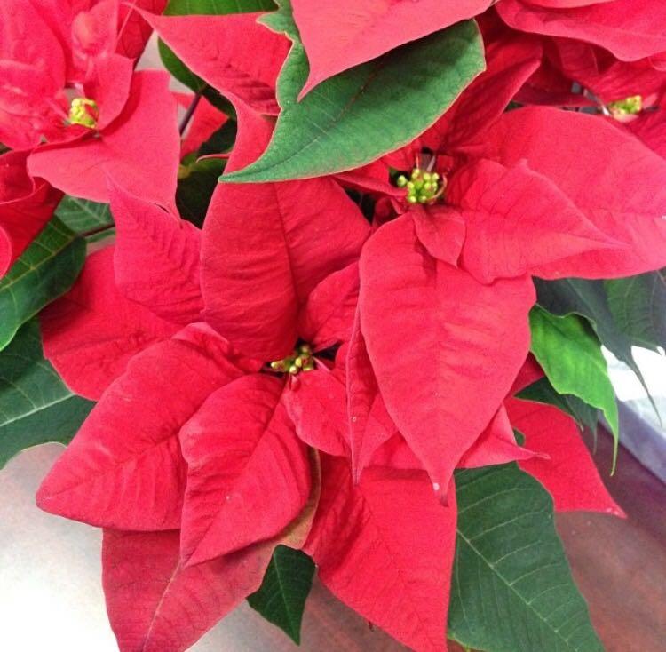 花匠说 | 从花卉市场买回的花养不活? 这样处理, 你看活不活!