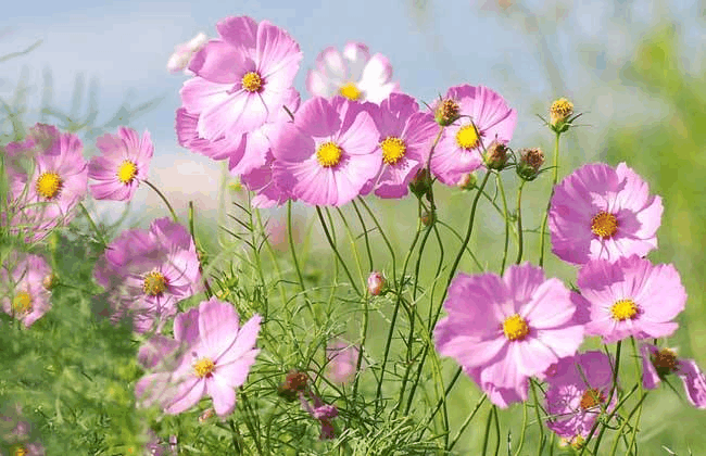 绿叶看够了, 想来点“颜色”, 这3款一养“爆盆”还四季开花!