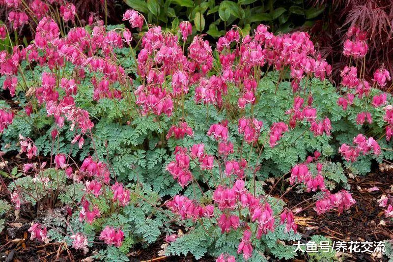 生长在树荫下就能不断开花的8种观赏植物, 你能认出几种呢?