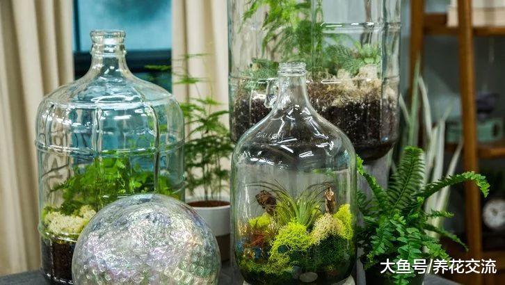 在一个玻璃瓶子里制作一个植物微景观, 养桌面上的迷你花园