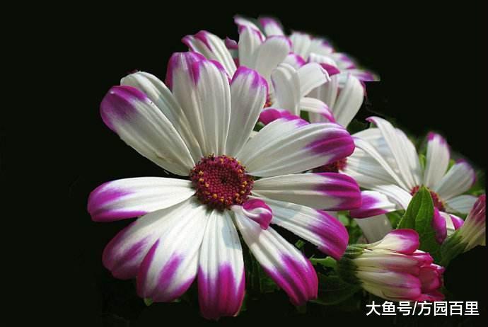 高贵优雅的冬季花卉——瓜叶菊