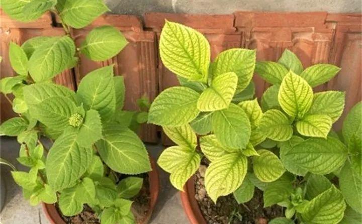 家里的花不是黄叶就是烂根? 找对原因, 才能治好长新芽!