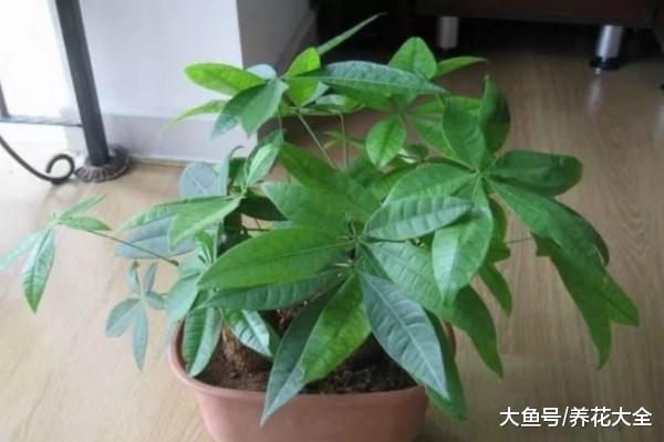 发财树的扦插方法, 学会了这几点, 再也不用担心了