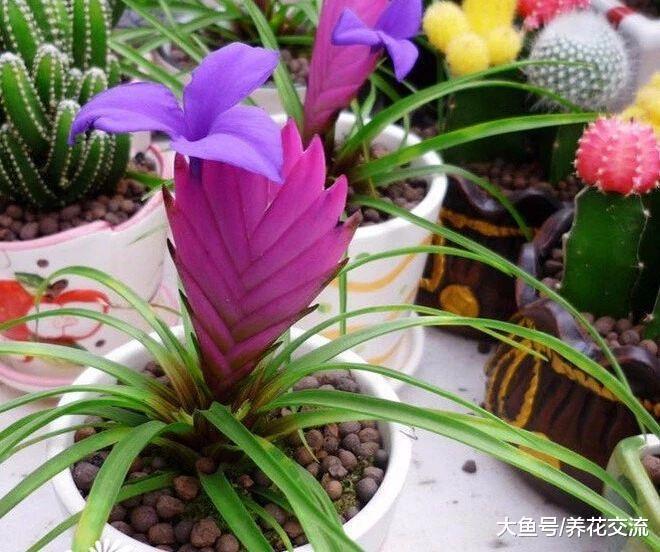 紫凤梨的花朵为什么那么快凋谢, 有什么养护的秘诀?