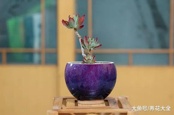 喝完的酒瓶别扔, 简单一改造, 可是肉肉们最爱的家!